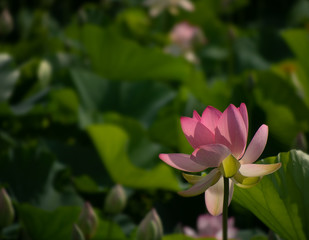 Obraz premium Nelumbo nucifera aka Indian or Sacred lotus. Pink flower against defocussed blurry background for copyspace.