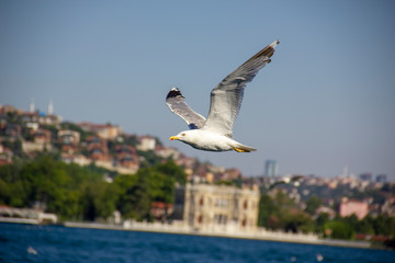 Fototapeta na wymiar A seagull is flying over the Bosphorus in Istanbul, Turkey