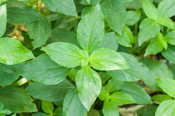 Mint Leaves