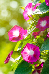 Obraz na płótnie Canvas Morning glory flowers close-up