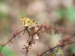 Fototapeta premium Melitaea nevadensis, Fritillary butterfly in natural environment. Europe. Italy.