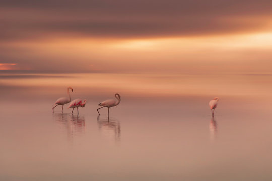 Manyas Lake / Balikesir / TURKEY