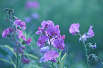 Fototapeta na wymiar Flowers in meadow. Close up. 