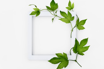 frame with green leaves. layout with green leaves of hop.  Isolated on white. Top view or flat lay.