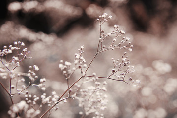 neutral natural brown background with small white flowers