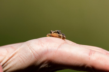 A portrait of a little baby frog sitting really still on a hand with a smooth green background. The baby frog was picked up in the middle of the forest.