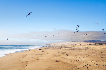 Sand Beach and Flock of Birds Flying Over the Sea. Pacific Ocean, California