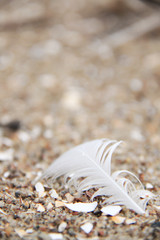 white feather on the sand
