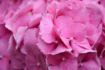  Close-up of large pink hydrangea flowers on a large bush