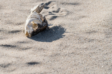 dried fish skeleton lying on the sand