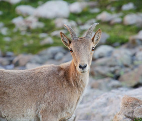 Caucasian mountain goat