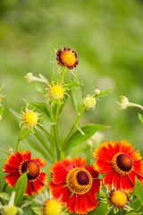  Beautiful red flowers of helenium perennial on a blurred green background