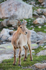 Caucasian mountain goat