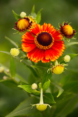 Flower of the perennial helenium on a green background