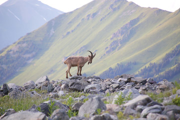 Caucasian mountain goat