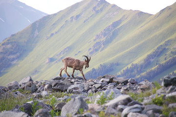 Caucasian mountain goat