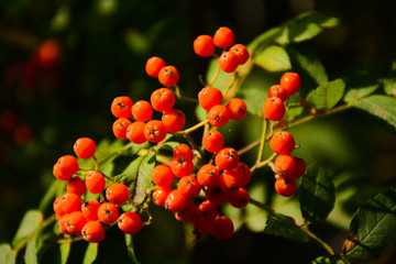 A bunch of rowanberry on a blurred green background