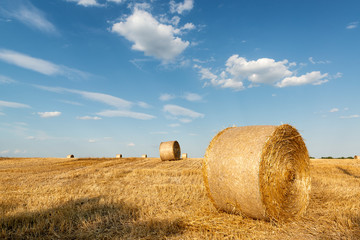 Cut wheat field with hale bales