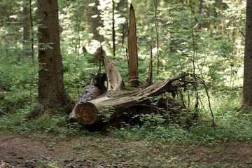 an old fallen tree in a natural  forest