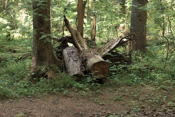 Fototapeta premium an old fallen tree in a natural forest