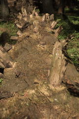 Obraz premium an old fallen tree in a natural forest