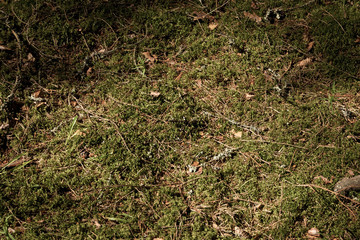 moss with needles in the natural forest