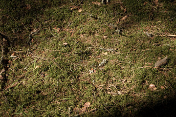 moss with needles in the natural forest