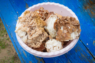 Mushrooms lines lie in a bowl on a blue bench
