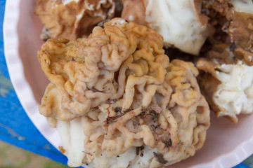 Mushrooms lines lie in a bowl on a blue bench