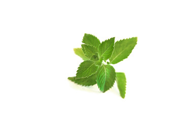 Fresh green leaves on mint branch on white isolated background - spearmint has cooling, fresh effect used in cosmetics, shampoo or chewing gums