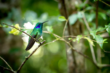 Hummingbird