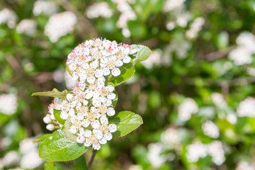 Blooms Bush black chokeberry in early summer white flowers