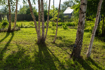 Birch trunks in the back rays of the sun in a small glade.