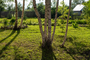 Birch trunks in the back rays of the sun in a small glade.