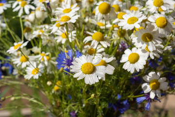 Field daisies on a summer sunny day, close-up shot.