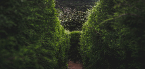 Into the maze