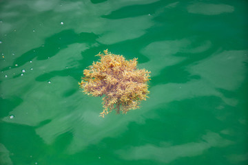 Cluster of fresh seaweed in the ocean. Aerial photo pov