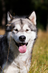 dog breed Alaskan Malamute outdoors in summer