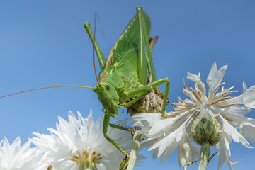 grashüpfer