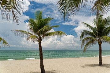 Fototapeta na wymiar Palm trees on a beautiful sandy beach