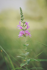 blue flowers on green background