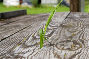 Bright green grass on the background of an old wooden board.