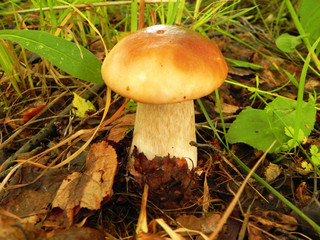 White mushroom (boletus) in the forest.