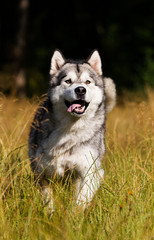 dog breed Alaskan Malamute outdoors in summer