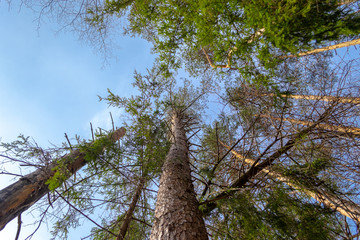 Fototapeta premium Bottom view of trunks and crowns of pines with branches against a blue sky