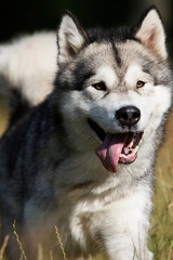 Naklejka na ściany i meble dog breed Alaskan Malamute outdoors in summer