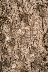 Textur braune Rinde von Holzstamm
