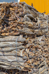 Traditional Dry cod fish on wooden pallet, Fishing Village Hamnoy, Lofoten, Norway.