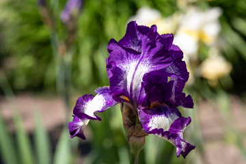 Close-up of flower petals Iris alberti Regel