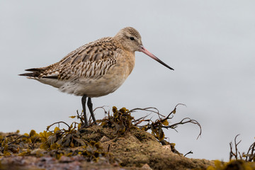 Tail tail stinger (Limosa lapponica), resting on a rock. Spain